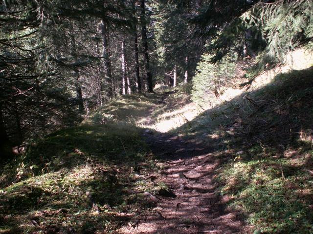 durch einen schönen Wald