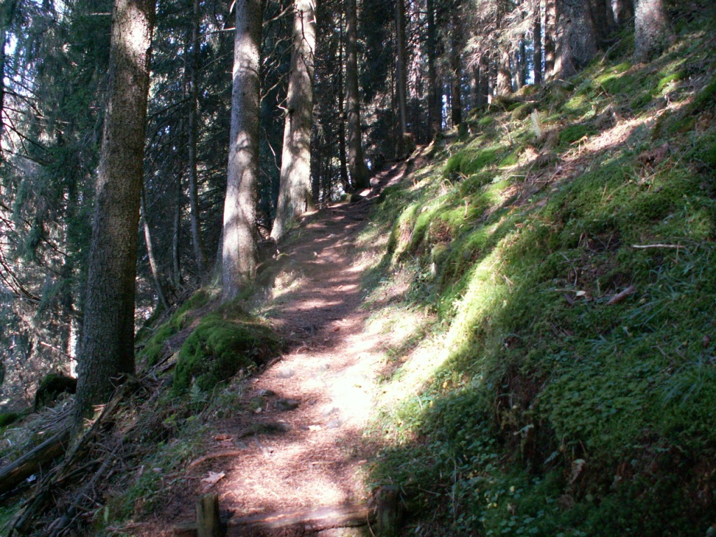 der Weg führt durch einen wildromantischer Wald