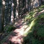 der Weg führt durch einen wildromantischer Wald