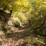 durch einen schönen Herbstwald führt der Weg aufwärts