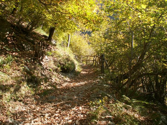 durch einen schönen Herbstwald führt der Weg aufwärts