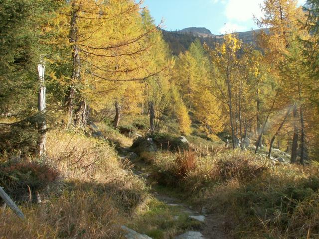 durch schöne Lärchenwälder geht es weiter