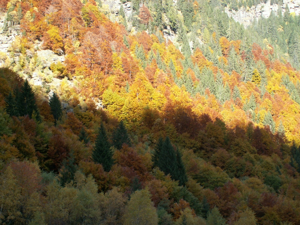 ein Herbstwald wie es im Bilderbuch steht