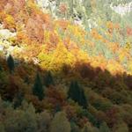 ein Herbstwald wie es im Bilderbuch steht