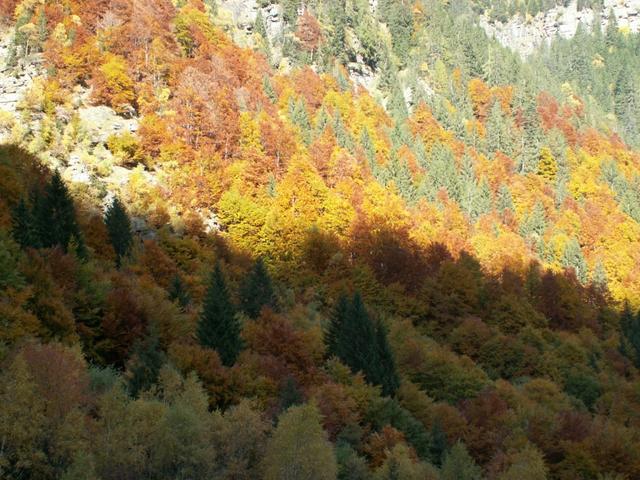 ein Herbstwald wie es im Bilderbuch steht