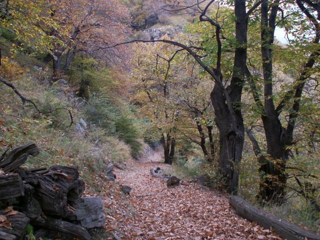 durch schöne Kastanienwälder