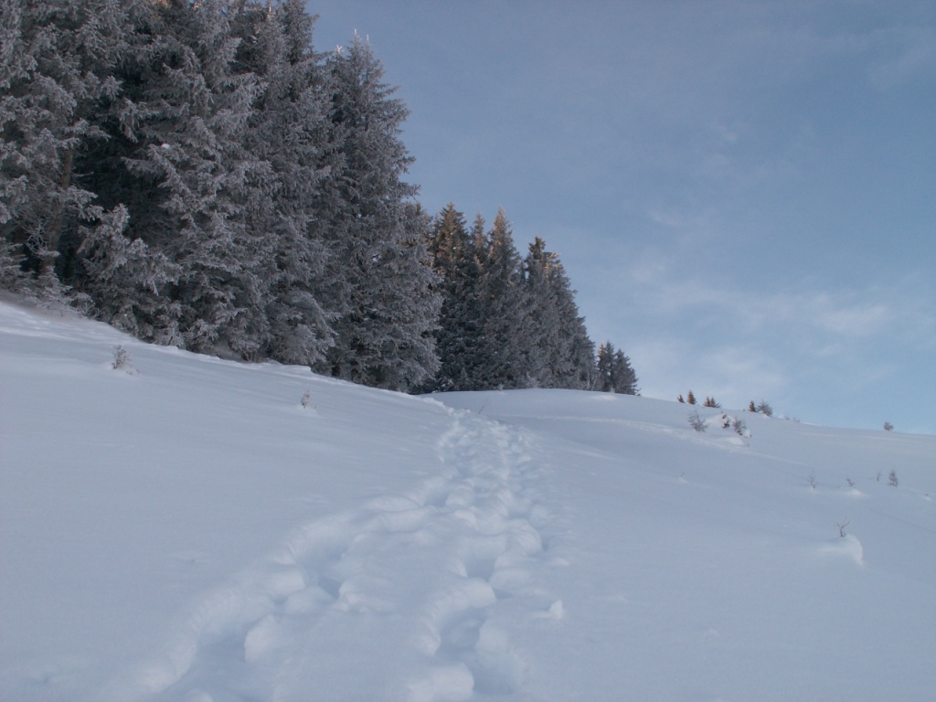 unser Weg führt uns in den Wald