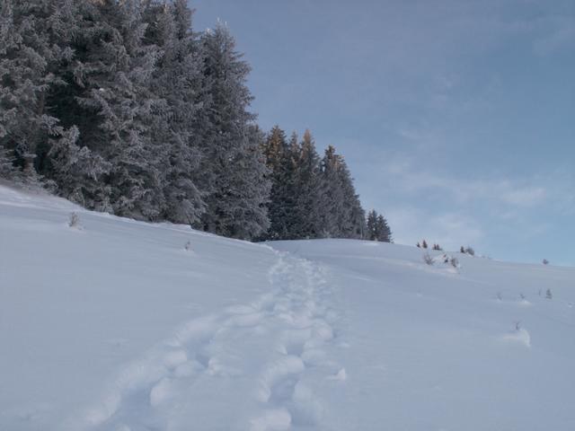 unser Weg führt uns in den Wald