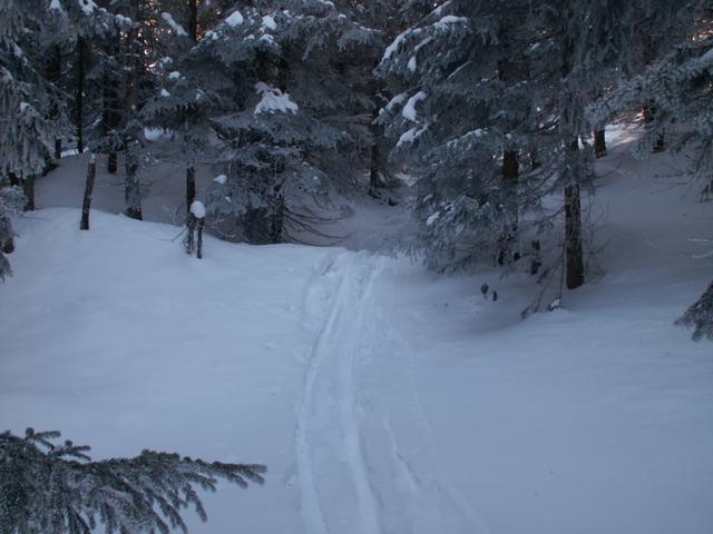 tief verschneiter Wald