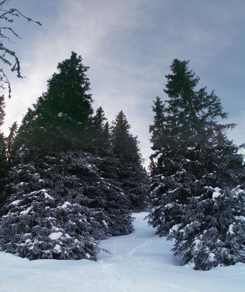 Pulverschnee bis zu den Knien