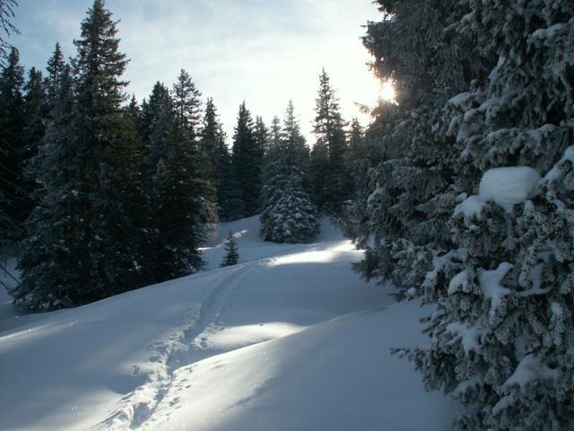 unsere Spuren durch den Wald