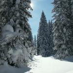 Schneeschuhtour Bödmerenwald 15.2.2009