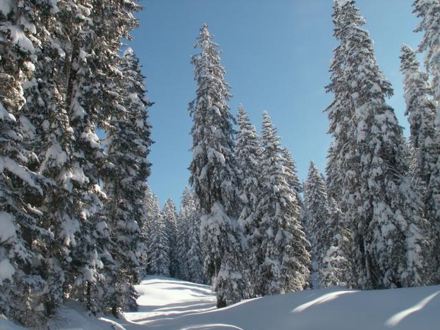 der Bödmerenwald einfach schön