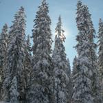 so viel Schnee auf den Tannen, sieht man nicht oft