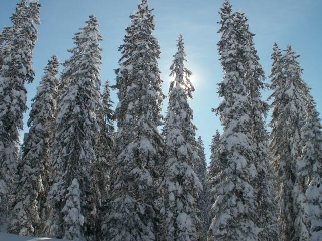 so viel Schnee auf den Tannen, sieht man nicht oft