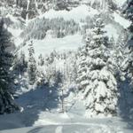 es geht runter zum Fläschenwald