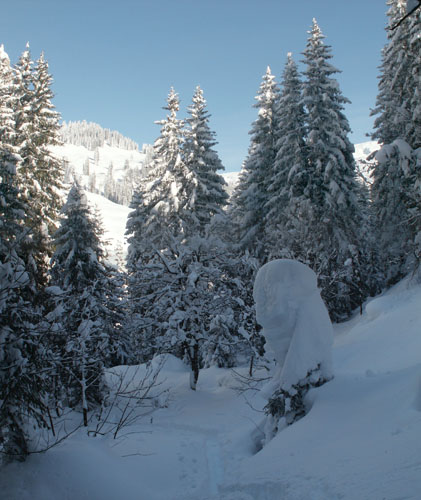 tiefverschneiter Wald