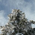 so viel Schnee auf den Tannen