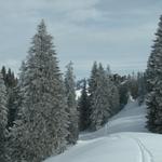 zwischen Höch Farlen und Sunnenspitzen geht es runter