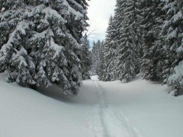 tiefverschneiter Wald