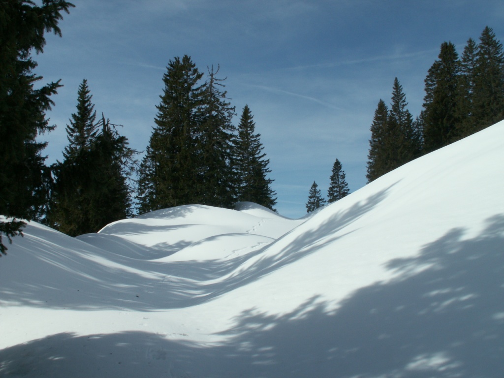 unsere Spuren im Stöckwald
