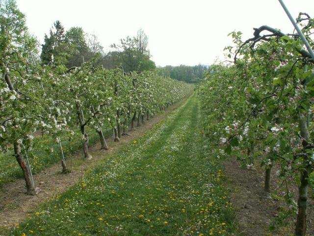 blühende Obstbäume