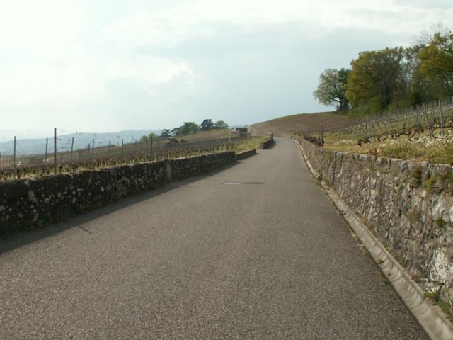 der Weg führt nun wieder in die Rebberge