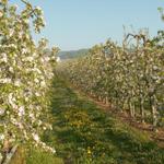 blühende Obstbäume säumen den Weg