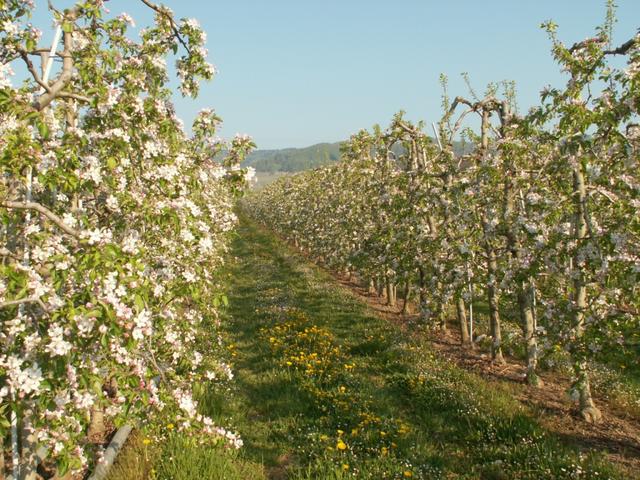 blühende Obstbäume säumen den Weg