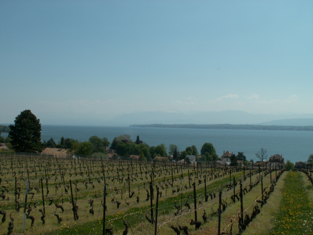 Blick über die Rebberge runter zum Genfersee