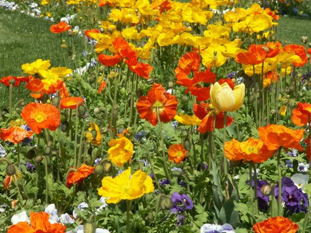 wunderschöne Blumenrabatte im Park beim Restaurant