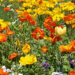 wunderschöne Blumenrabatte im Park beim Restaurant