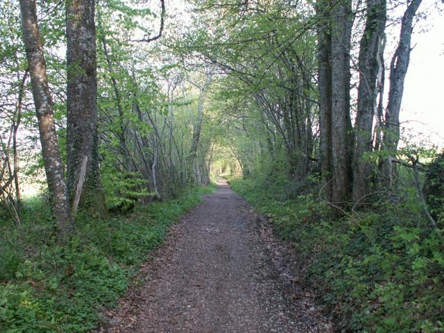 jedesmal ein Vogelkonzert wenn wir durch einen Wald liefen