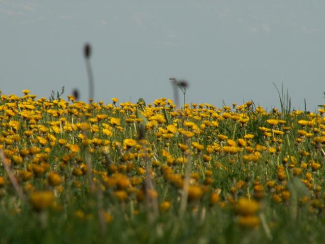 blühende Wiesen