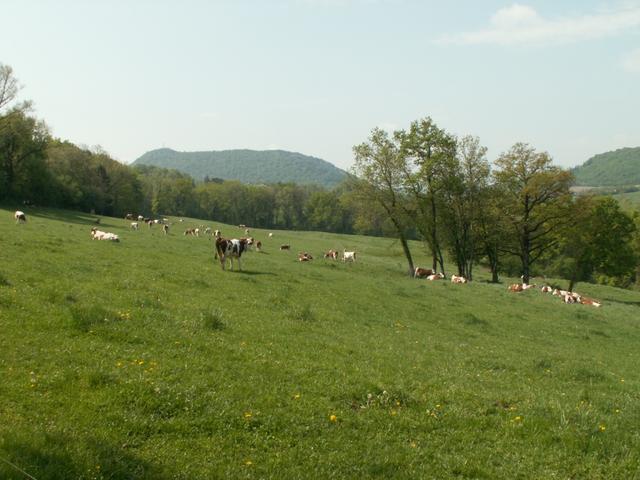 grosse Weideflächen für die Kühe