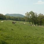 grosse Weideflächen für die Kühe