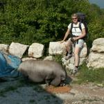 Mäusi mit Hängebauchschwein