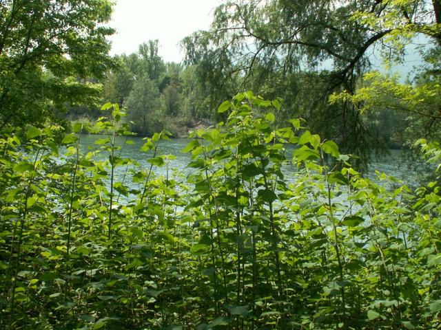 neben dichtes Gebüsch an der Rhône führt uns der Weg weiter