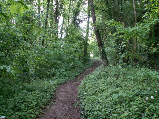 zuerst steil aufwärts durch einen Wald