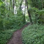 zuerst steil aufwärts durch einen Wald