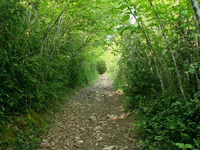 alles durch den Wald Richtung Mont Tournier