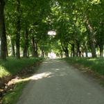 Allee beim Château de la Villardière