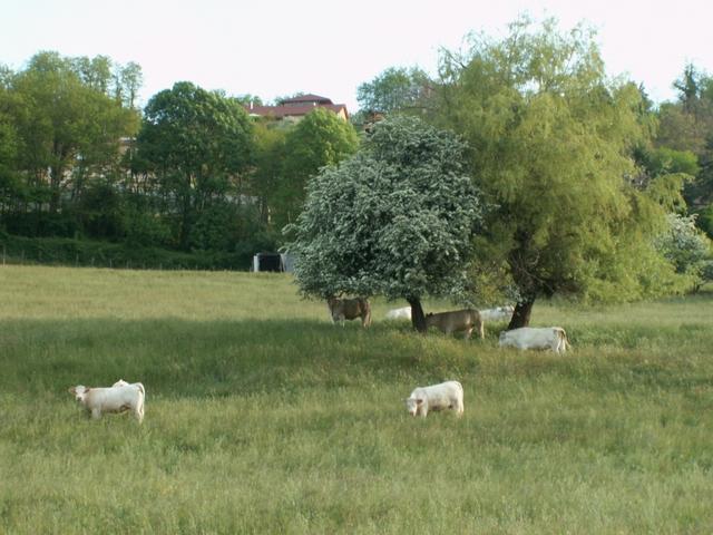 die meisten Kühe suchen schon jetzt Schatten unter den Bäumen