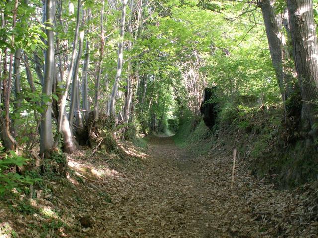 schöner Waldweg kurz vor Balbins