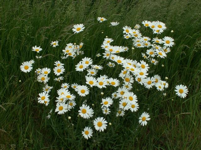 schöne Margeriten am Wegesrand