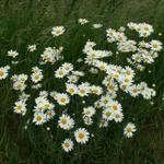 schöne Margeriten am Wegesrand