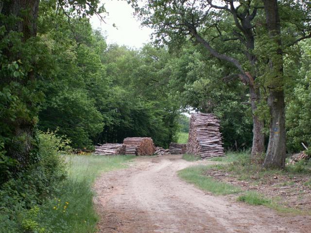 auf dem Weg im Wald Richtung Le Grand Chêne