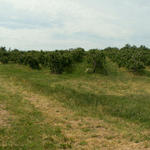 Breitbildfoto Obstplantagen