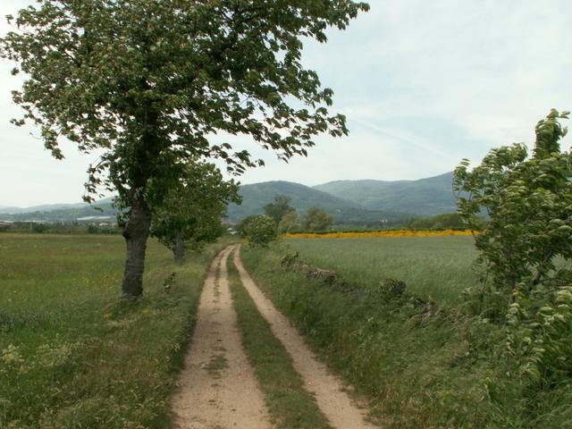 über schöne Feldwege geht der Weg weiter Richtung Bessey