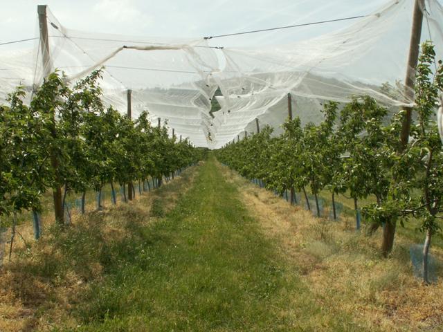 die Obstbäume sind alle schon abgedeckt